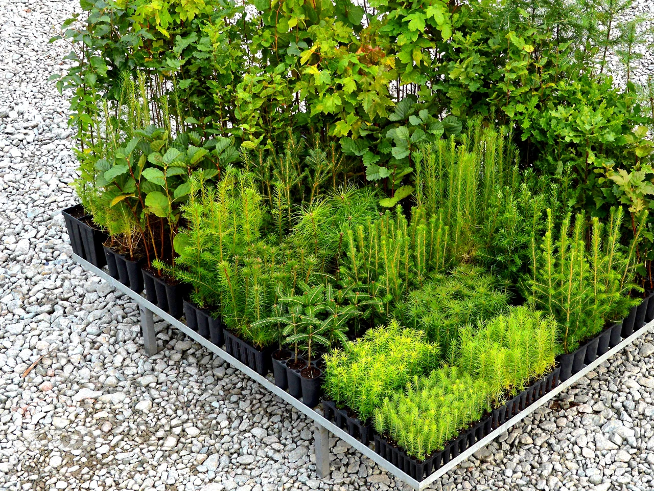 Krytokořennésazenice Krytokořennésazenice