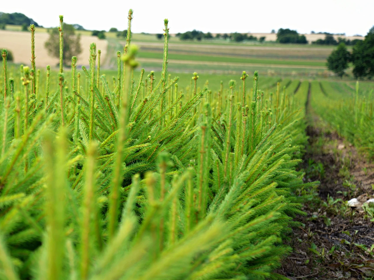 Prostokořennésazenice Prostokořennésazenice